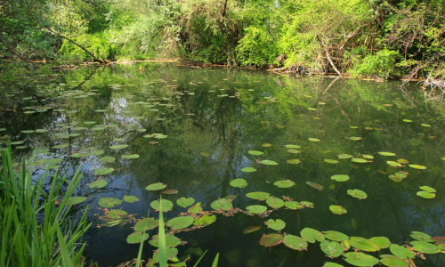 Pond On Land IMG
